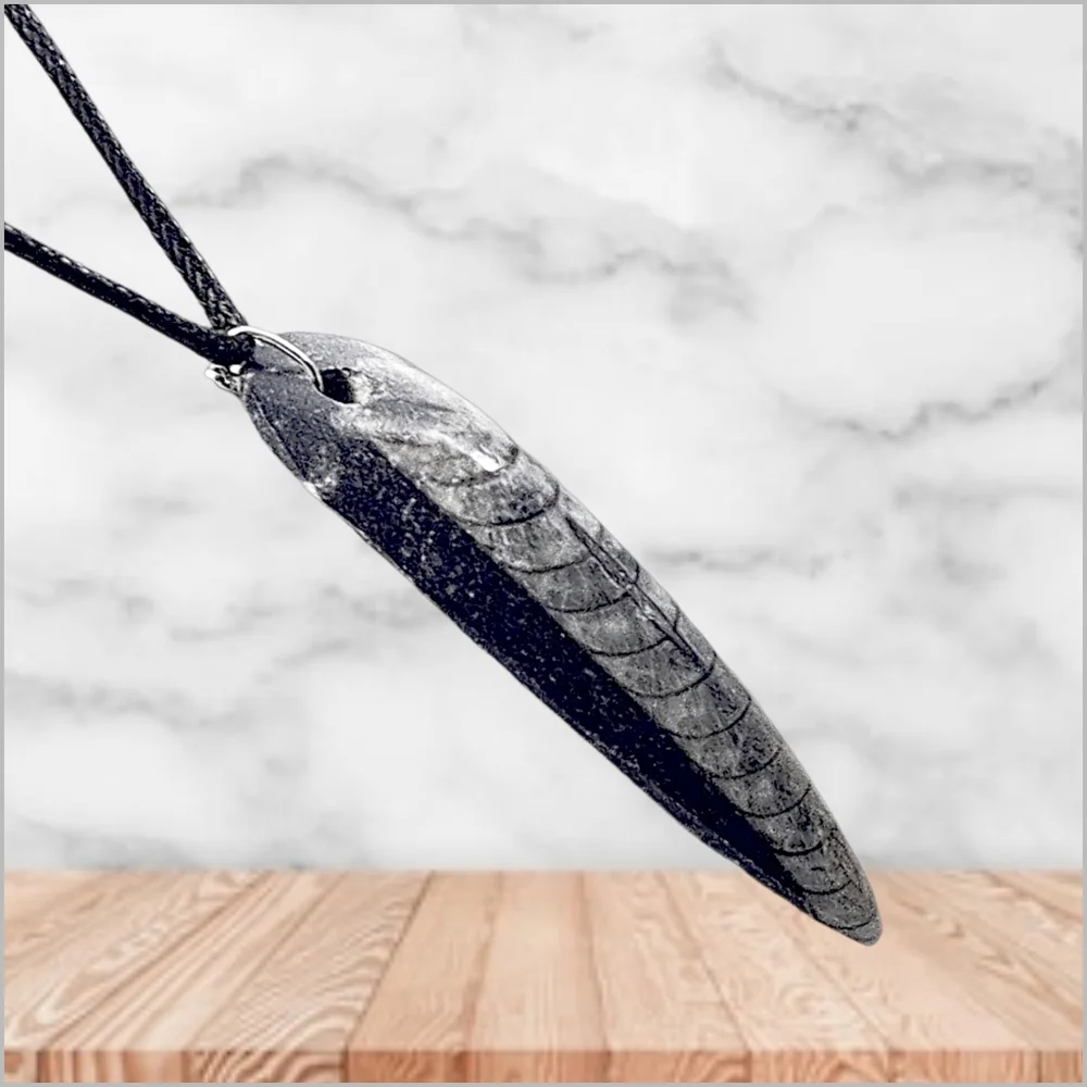 Genuine Fossilized Orthoceras Pendant with Black Cord Necklace. NWOT